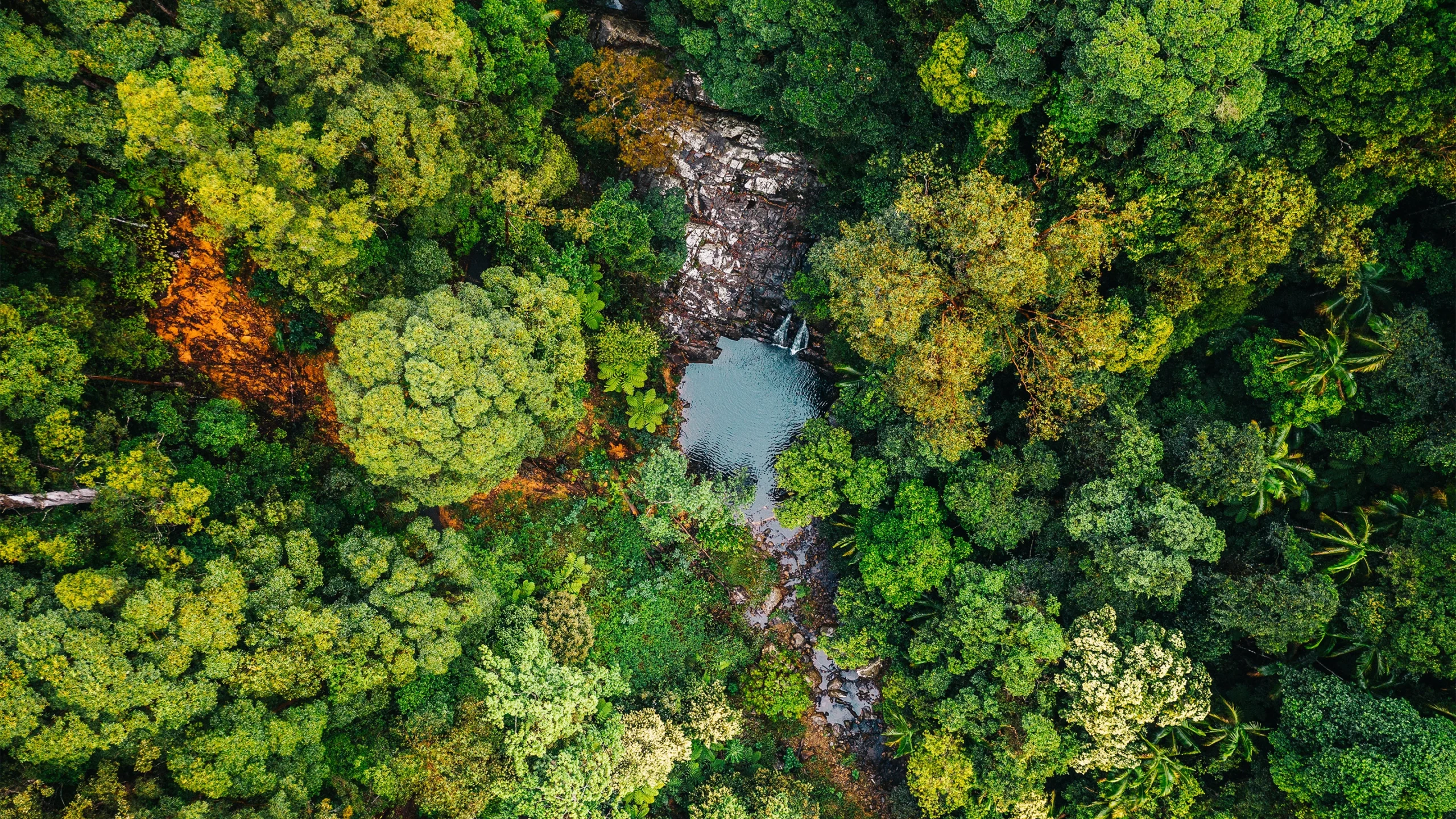 ‘Species Repulsion’ Enables High Biodiversity in Tropical Trees ...